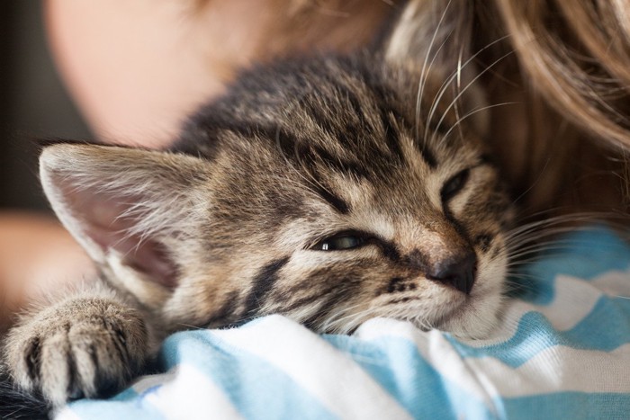 子どもの肩で眠そうな子猫