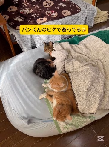 猫のヒゲで遊ぶ女の子