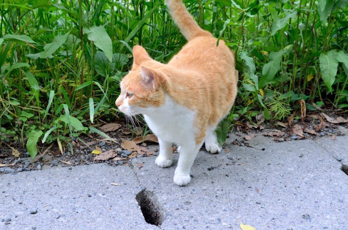 茶白の野良猫