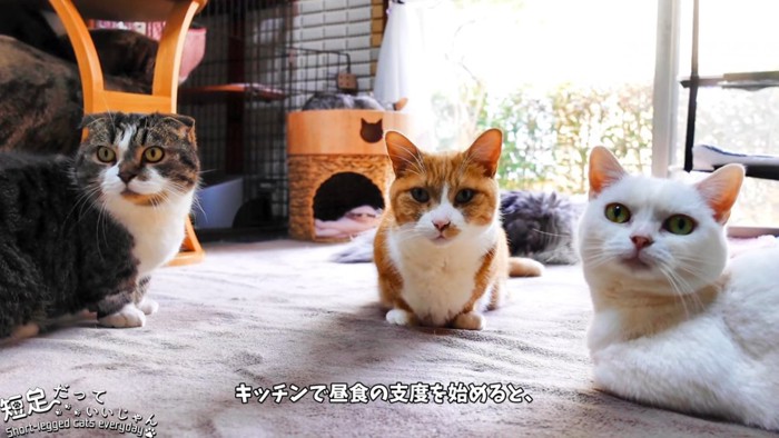 集まる猫