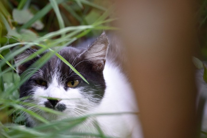 隠れる猫