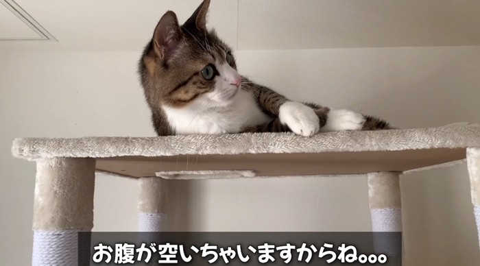 起き上がる猫