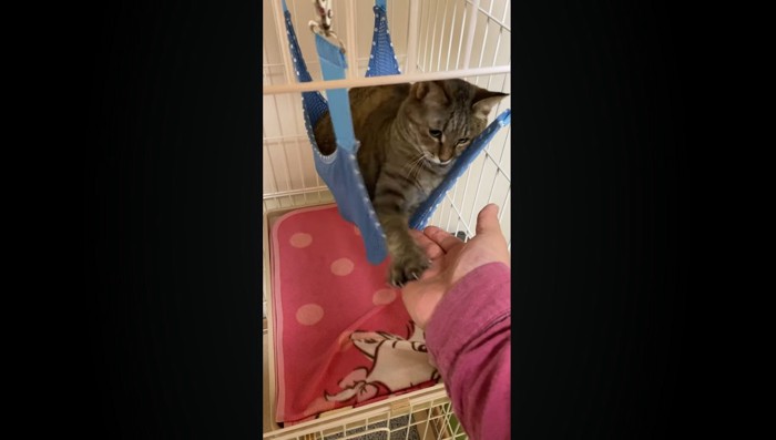 猫パンチ1