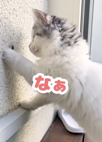 前足を壁につけている猫