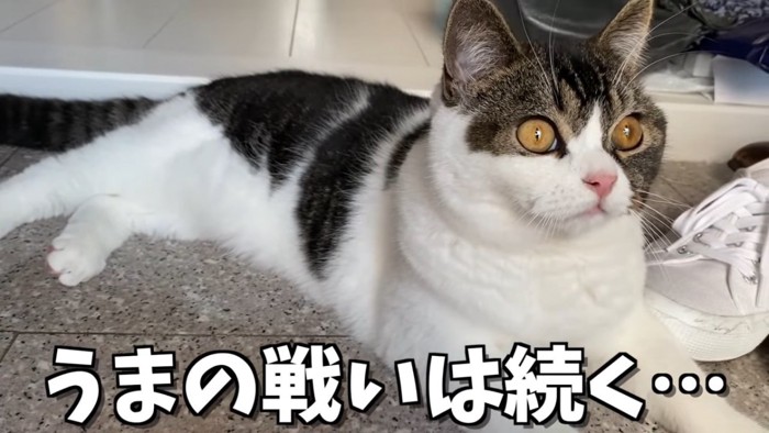 寝そべる猫