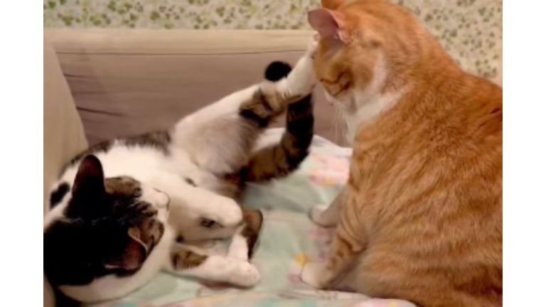 ケンカしている猫