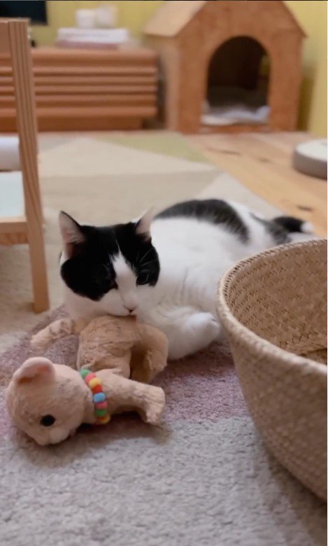 ぬいぐるみを舐めている猫