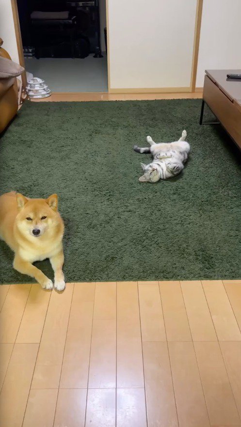部屋の中でお腹を出して寝転がる猫