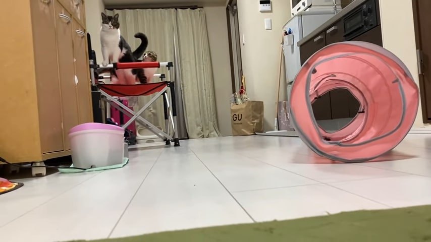 いすの上にいる2匹の猫