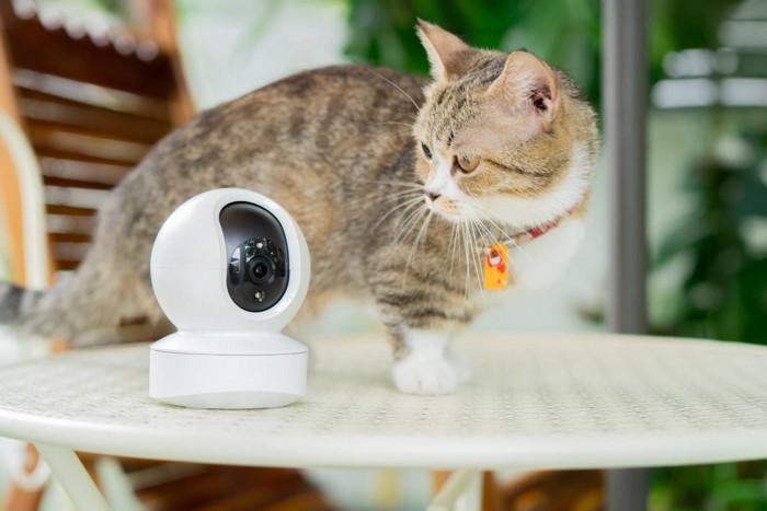 ペットカメラを見つめる猫