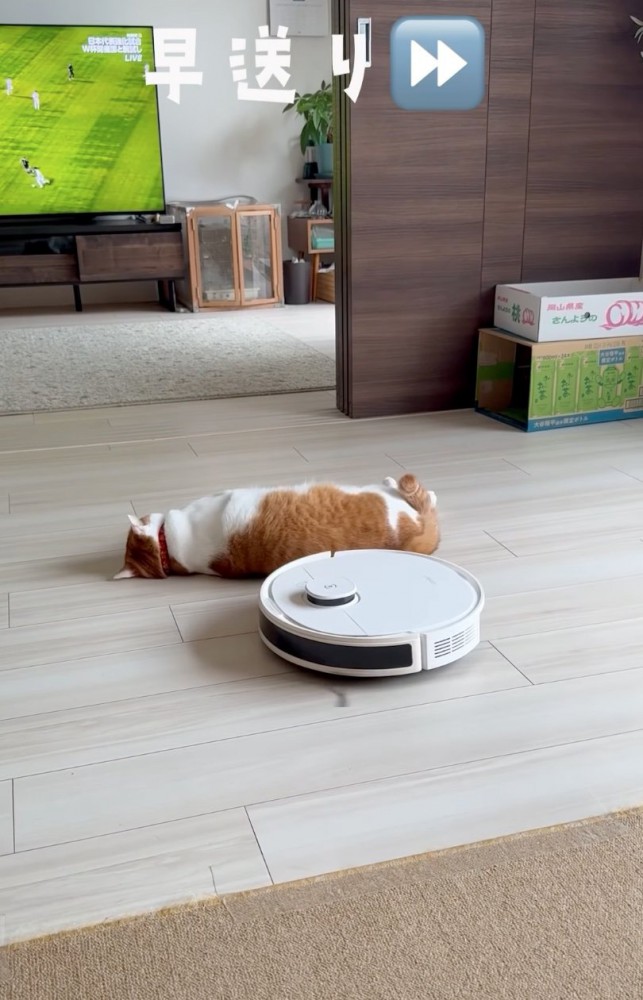 寝転がる猫3