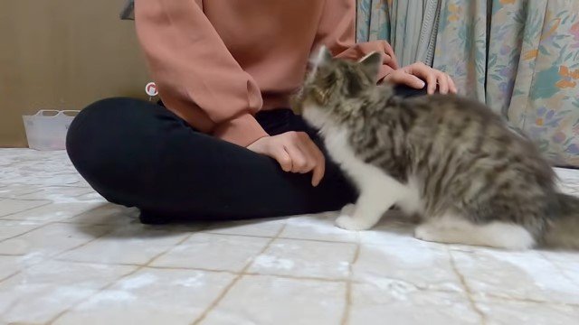 女性を見上げる猫