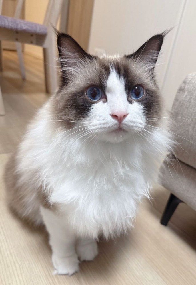 青い目の長毛猫