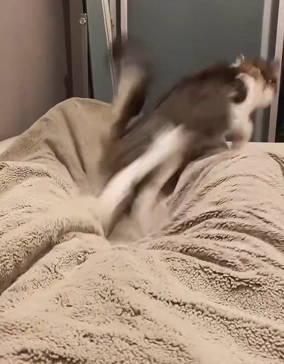 俊敏に立ち去る猫