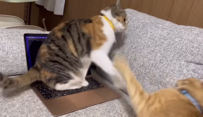 激しい猫パンチ