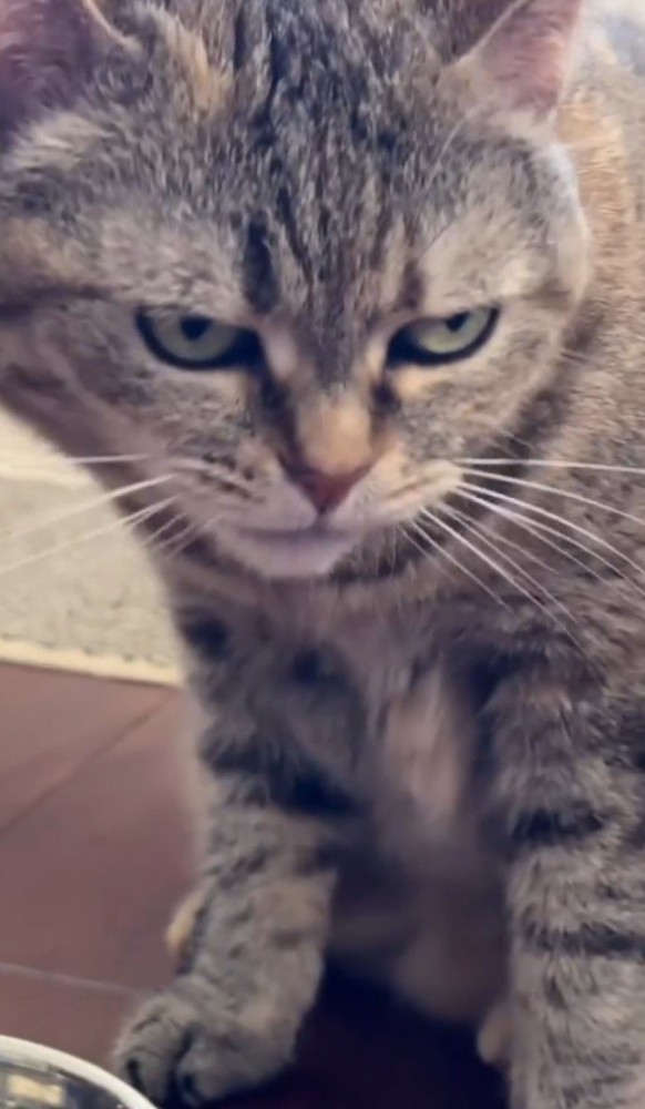 右を睨みつける猫