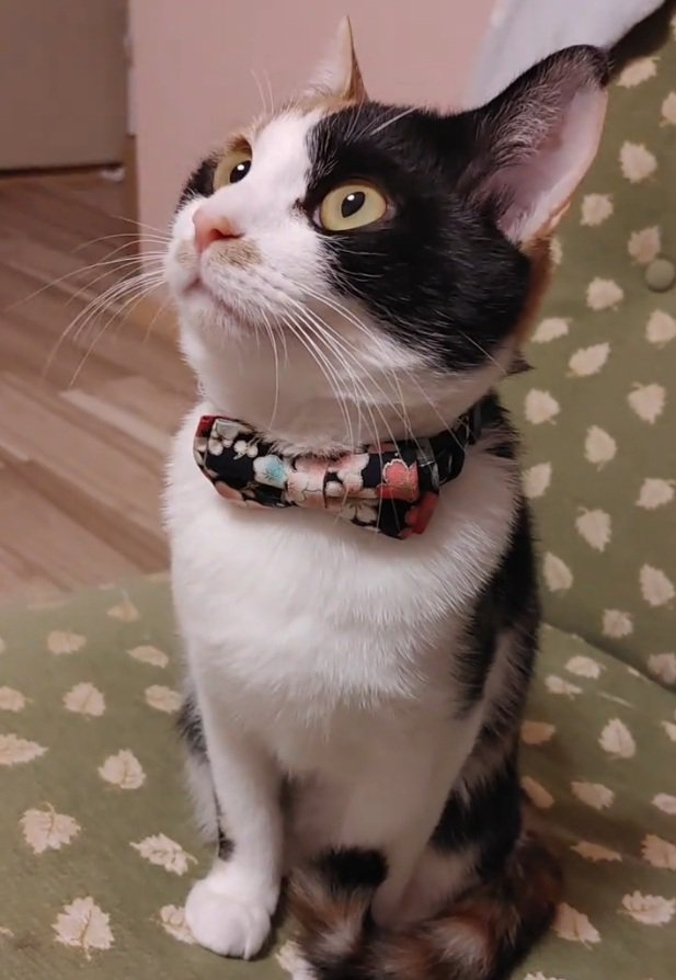 上を向くマオマオちゃん