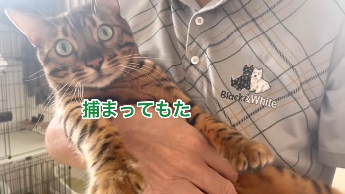 抱っこされる猫