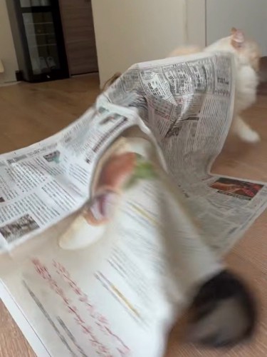 逃げる白い猫