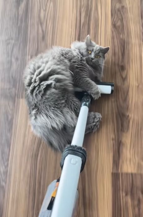 掃除機のヘッドを前足で抱え顔を向ける猫