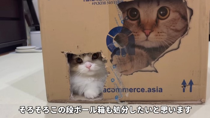 穴から見える猫