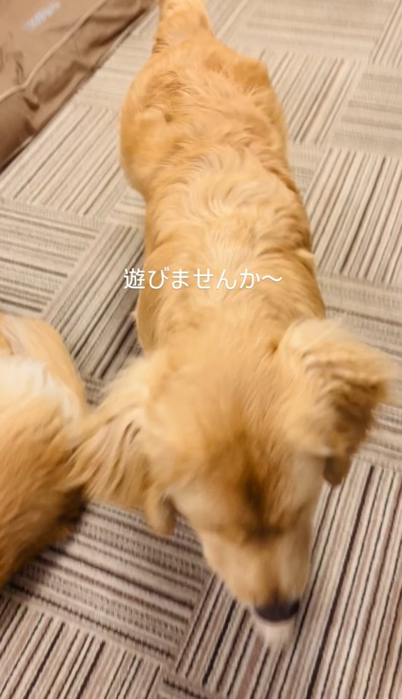 寝ている犬の横をすり抜ける犬