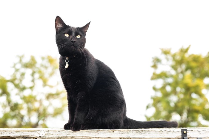 黒猫と自然光