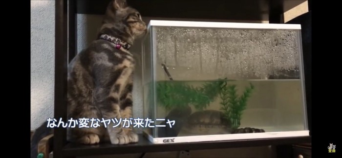 水槽のにおいを嗅ぐ猫