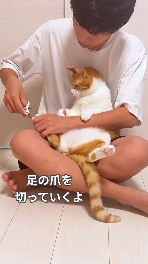 爪を切られる猫