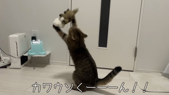 「カワウソく－－－ん！！」のテロップ写真