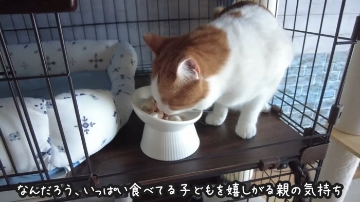 食事中の猫