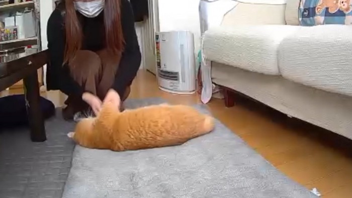 前足を持たれる寝そべった猫