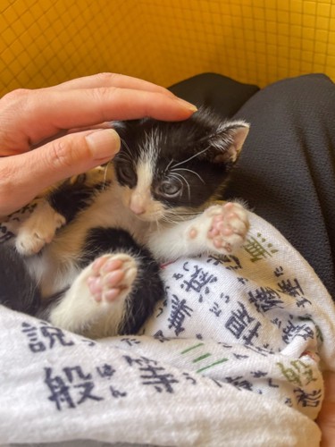 なでられる猫