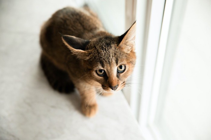 怯えた表情で見上げる猫