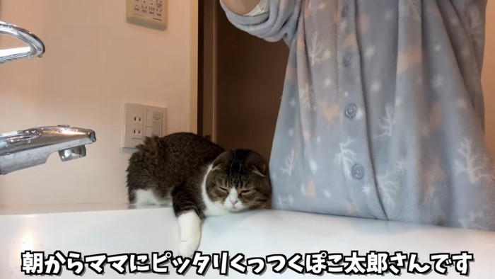 洗面台にいる猫