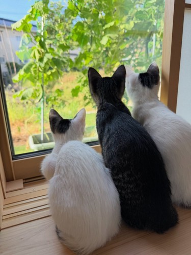 外を見る子猫たちの後ろ姿