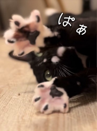 ここちゃんの肉球