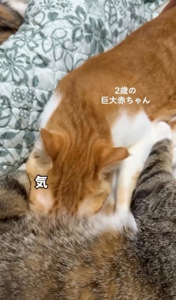 吸う猫