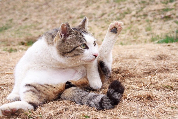 柔軟をする猫