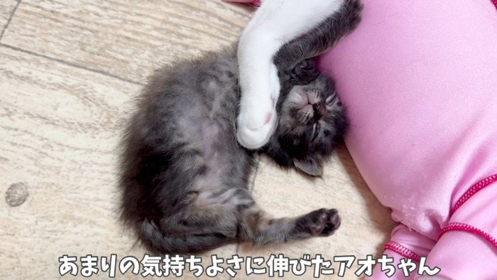 白猫の腕の下で伸びる赤ちゃん猫