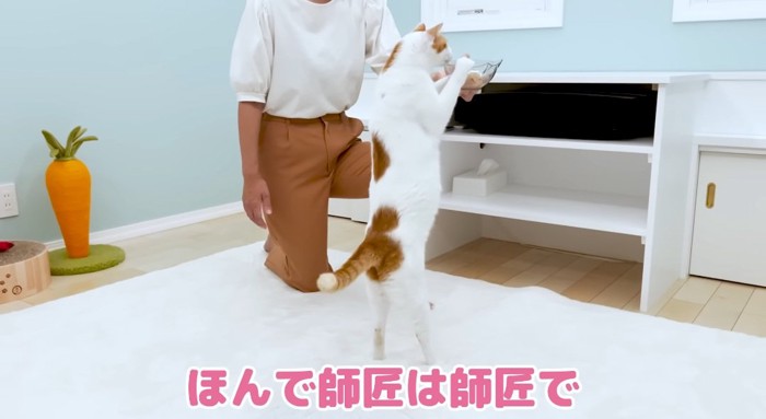 伸び上がる猫