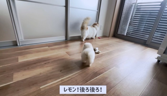 後ろにポテチくんがいるよ、レモンくん