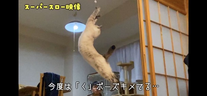 アクロバティックな猫