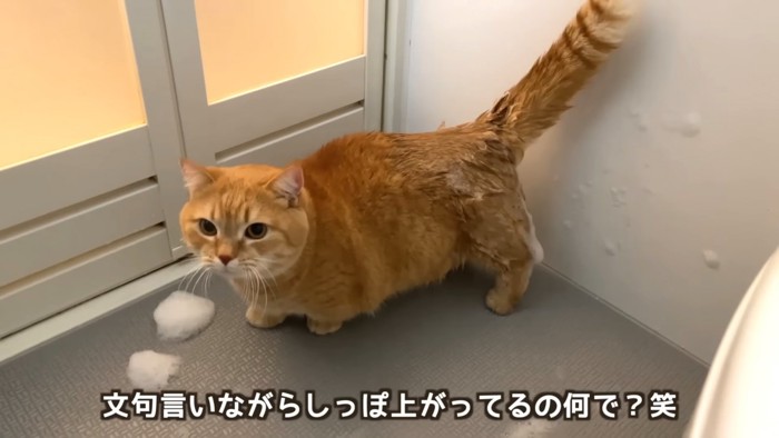 泡がついた猫