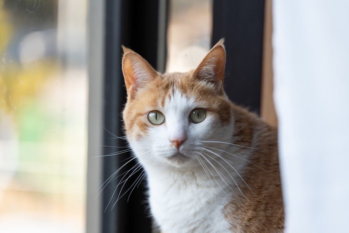 気になって見つめる猫の視線