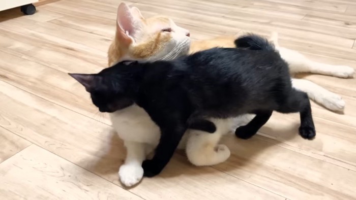 寝転がるむぎくんと