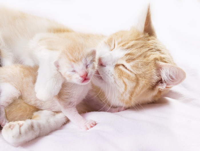 母猫と子猫