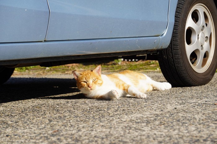 駐車場で休む野良猫