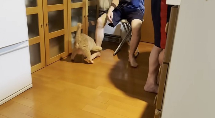 なでられている猫