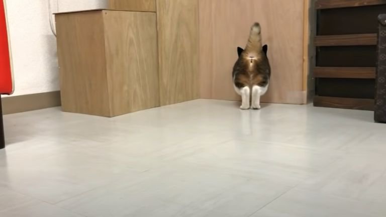 穴に入っている猫の後ろ姿